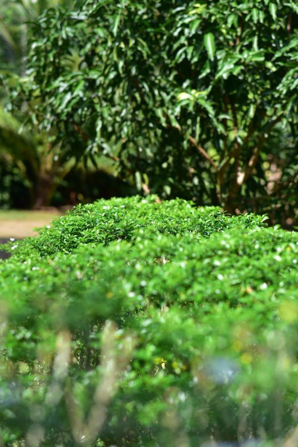 Tamarind Blue Tangalle Exterior photo